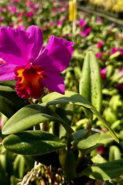 Cattleya Hybrids Red