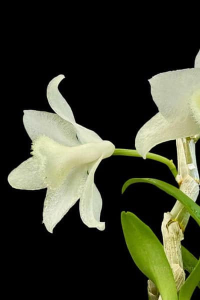 Dendrobium parishii alba