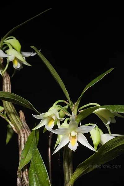 Dendrobium sutepense