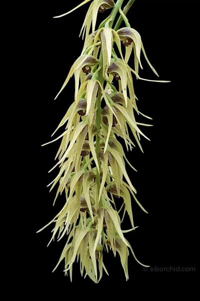 Dendrobium strongylanthum