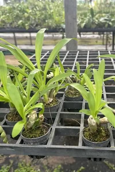 Eria obesa