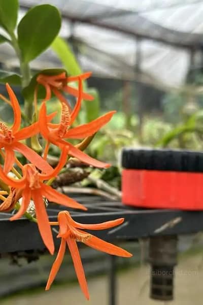 Dendrobium lamyaiae