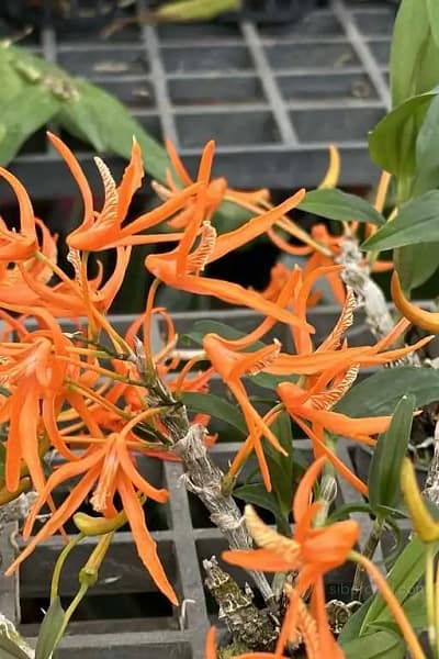 Dendrobium lamyaiae