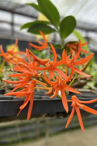Dendrobium lamyaiae