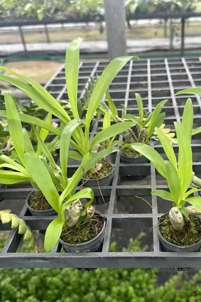 Eria obesa
