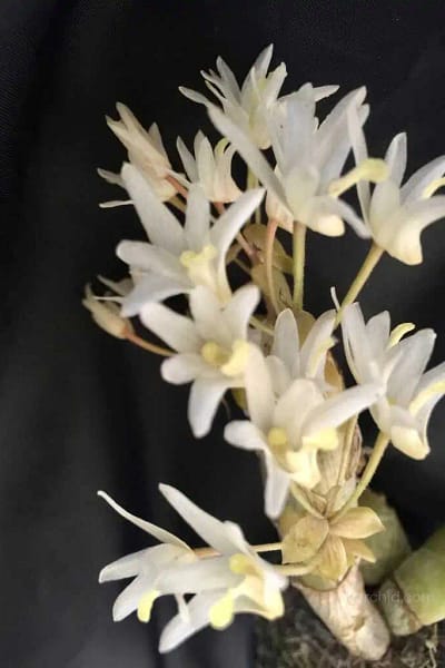 Eria obesa