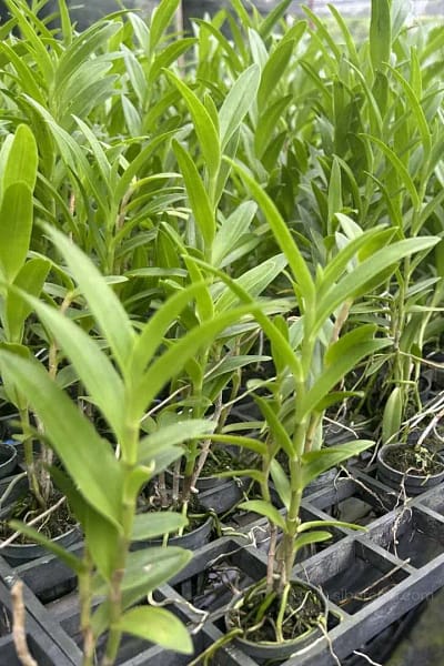 Epidendrum Hybrids "White"