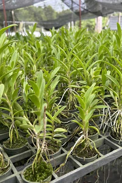 Epidendrum Hybrids "White"