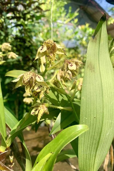 Dendrobium macrophyllum