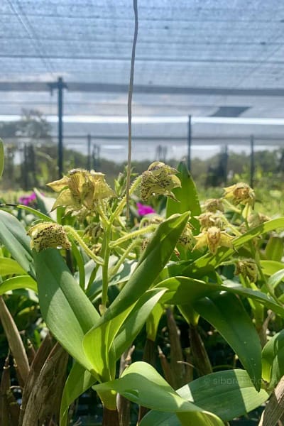 Dendrobium macrophyllum