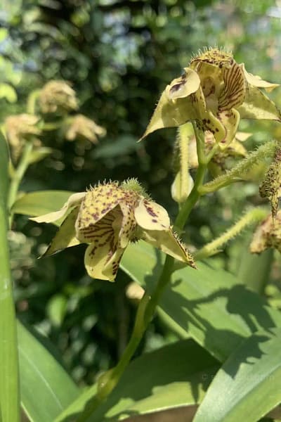Dendrobium macrophyllum