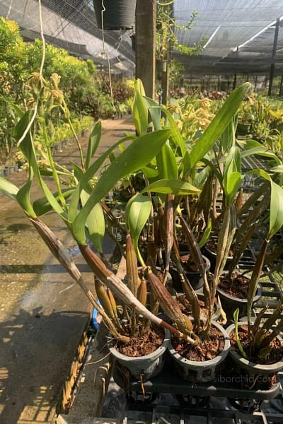 Dendrobium macrophyllum