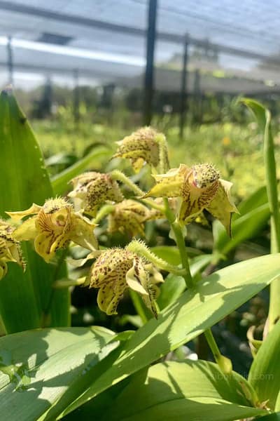 Dendrobium macrophyllum