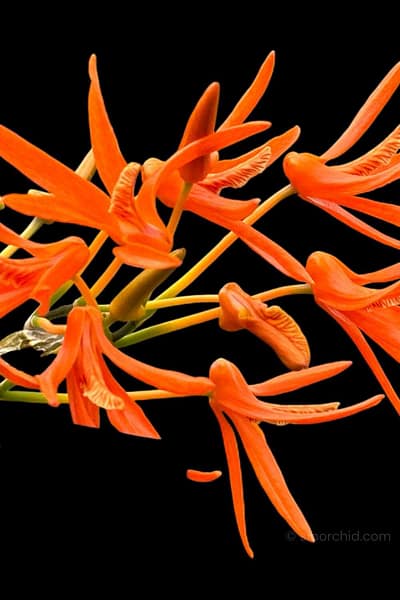 Dendrobium lamyaiae