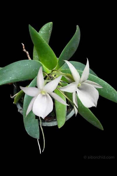 Angraecum leonis