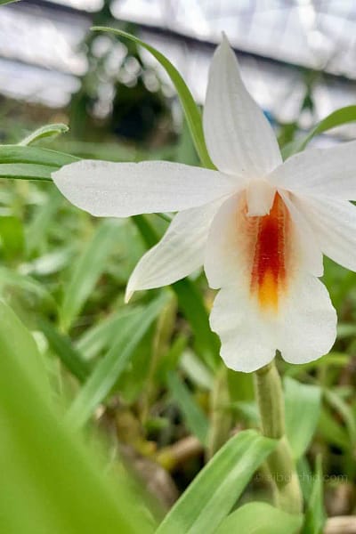 Dendrobium fuerstenbergianum