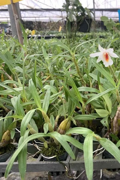 Dendrobium fuerstenbergianum