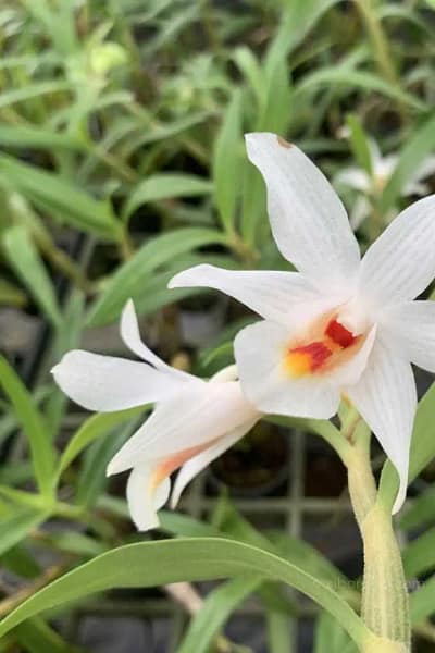 Dendrobium fuerstenbergianum