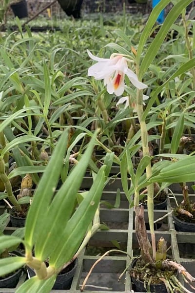 Dendrobium fuerstenbergianum