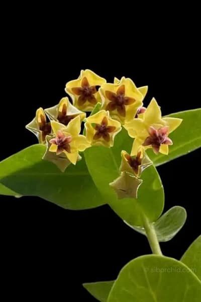Hoya densifolia