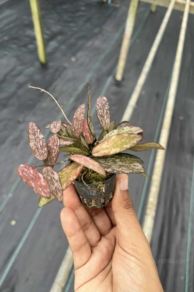 Hoya Sigillatis