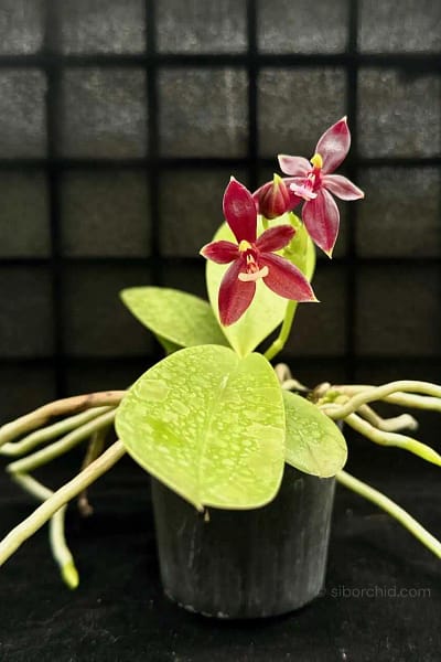 Phalaenopsis cornu-cervi Red