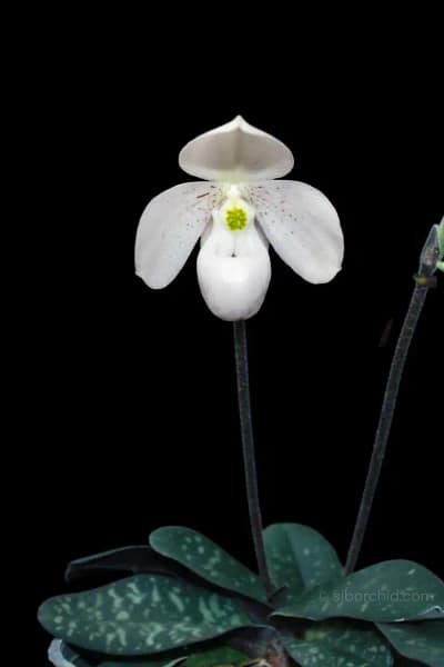 Paphiopedilum thaianum
