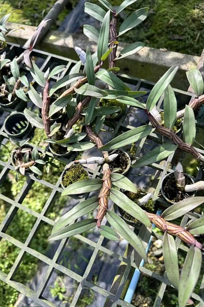Dendrobium pulchellum