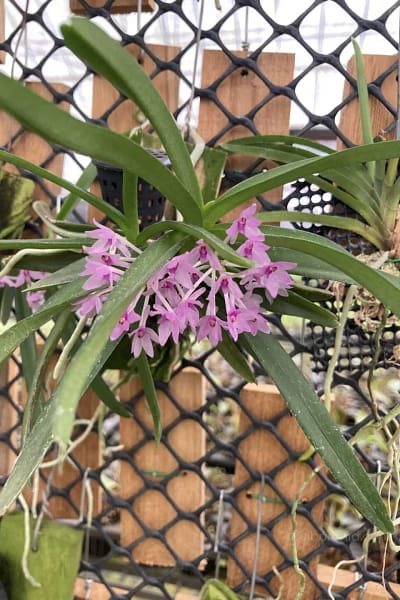 Vanda nana Ascocentrum pusillum