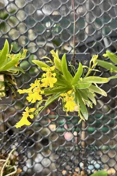 Psygmorchis pusilla
