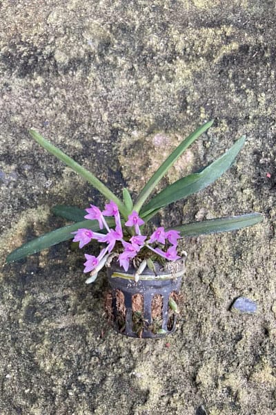 Vanda nana Ascocentrum pusillum