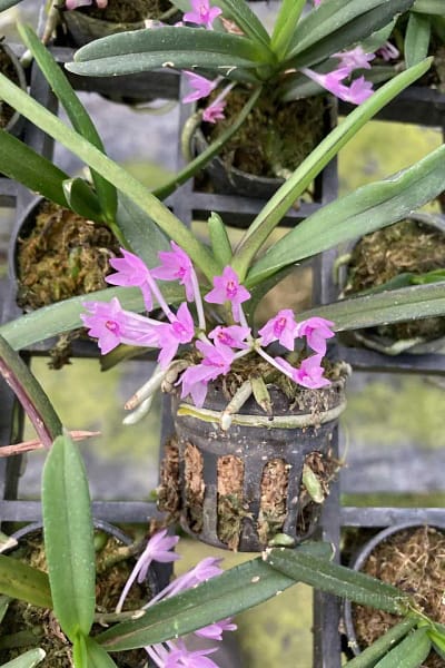 Vanda nana Ascocentrum pusillum