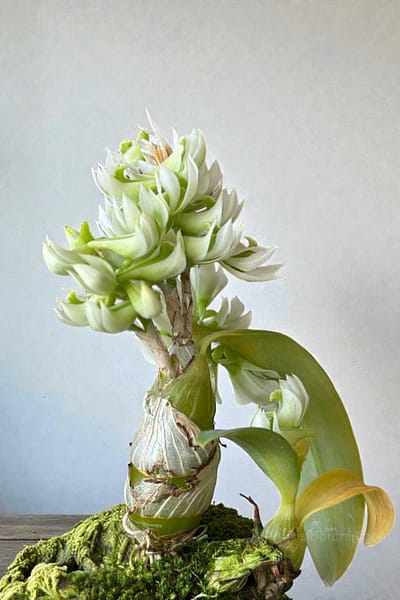 Dendrobium peguanum Alba