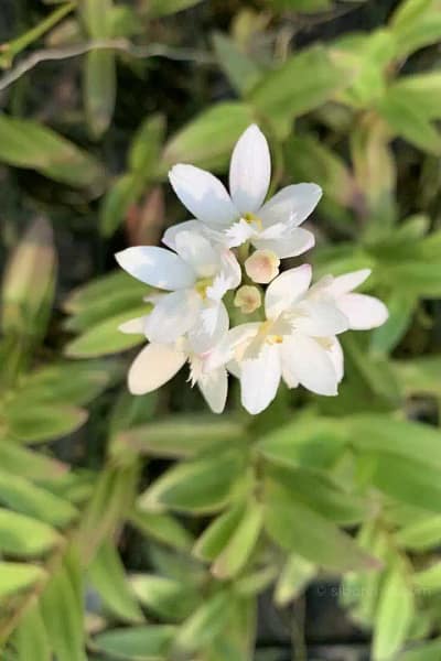 Epidendrum Hybrids "White"