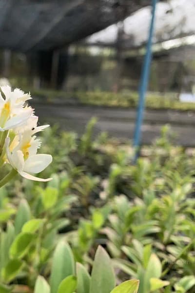 Epidendrum Hybrids "White"