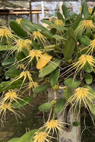Bulbophyllum verginatum blooming size orchid with yellow green flowers