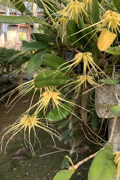 Bulbophyllum verginatum blooming size orchid with yellow green flowers