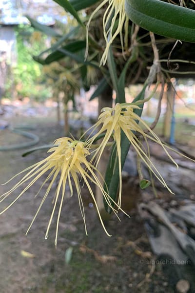 Bulbophyllum verginatum blooming size orchid with yellow green flowers