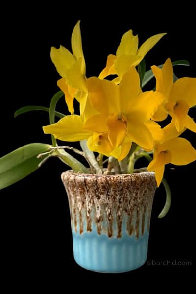 Cattleya Yellow miniature