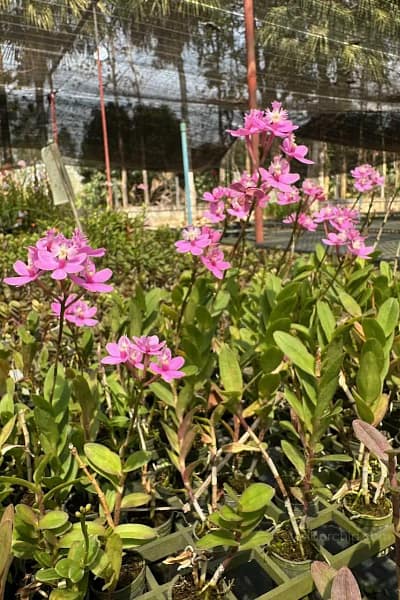 Epidendrum Wedding Valley,