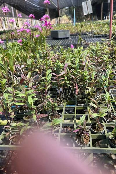 Epidendrum Wedding Valley,