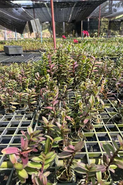 Epidendrum Wedding Valley,
