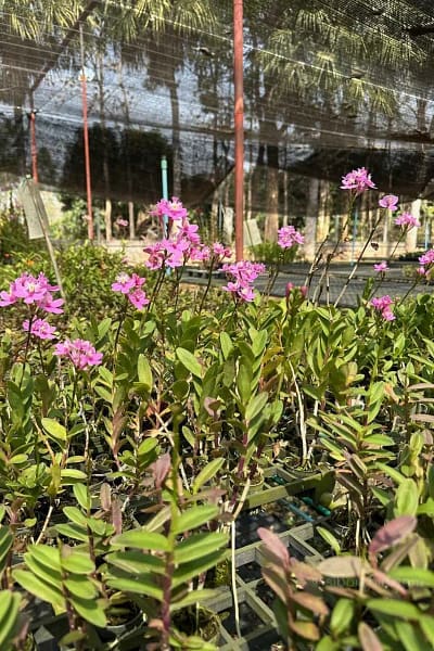 Epidendrum Wedding Valley,