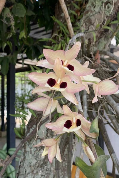 Dendrobium pulchellum