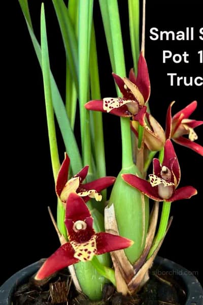 Maxillaria tenuifolia Red (Seeding)