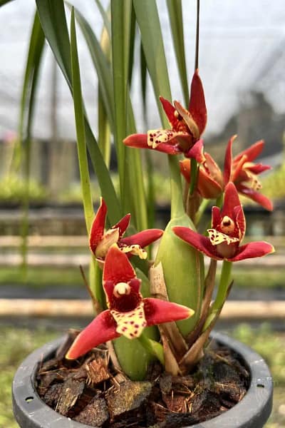 Maxillaria tenuifolia Red (Blooming size)