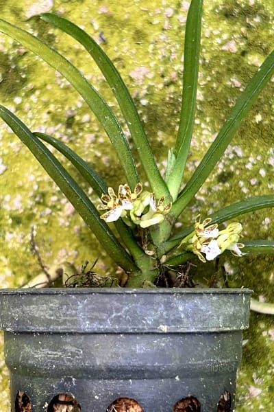 Trichoglottis triflora