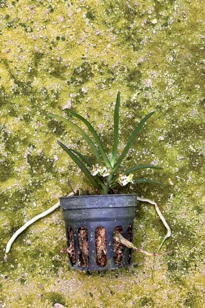 Trichoglottis triflora