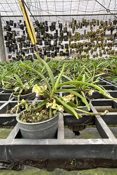 Trichoglottis triflora