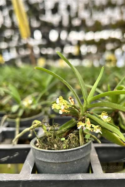 Trichoglottis triflora